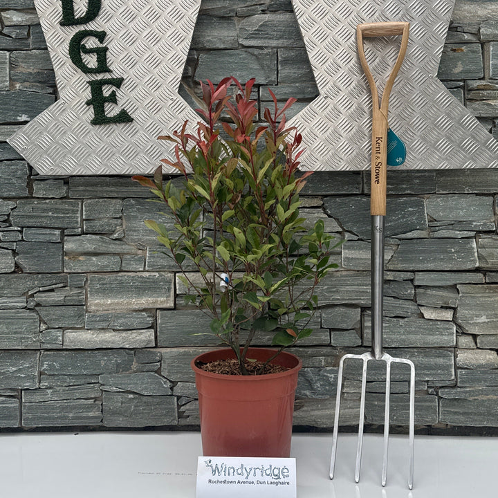 PHOTINIA SERR. RED ROBIN COMPATTA CLT 10 H 80 - 100 CM