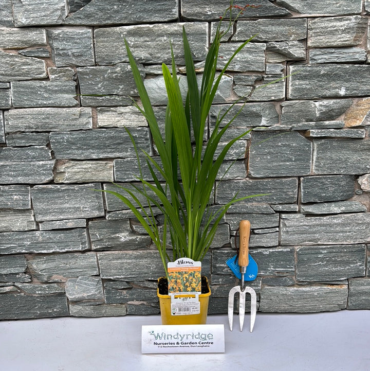 Coppertips Crocosmia George Davidson (2Ltr Pot)