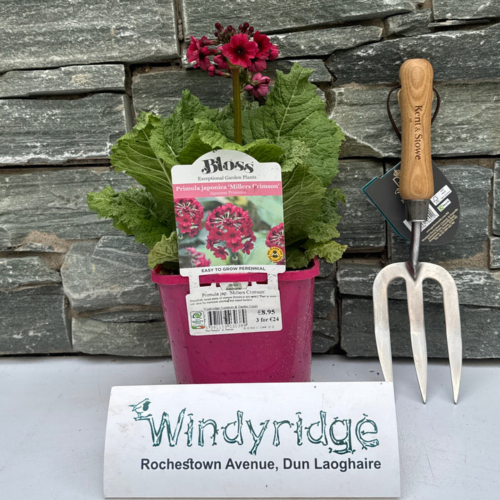 Primula Millers Crimson