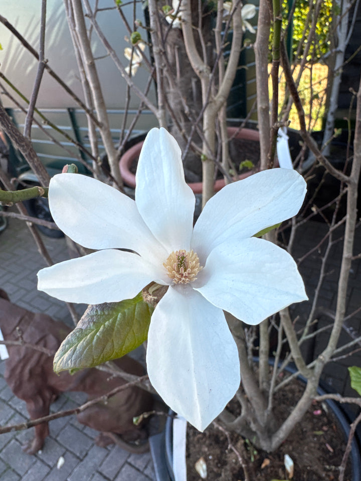 Magnolia loebneri Merrill  175-200, C45 