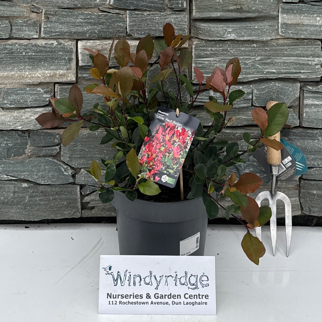 Photinia fras. 'Little Red Robin' 30-40 cm. C5