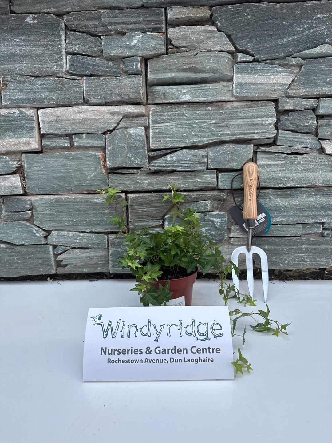 Hedera helix Jacobine  P13