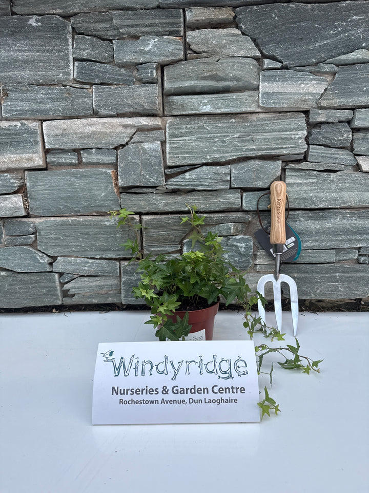 Hedera helix Jacobine  P13