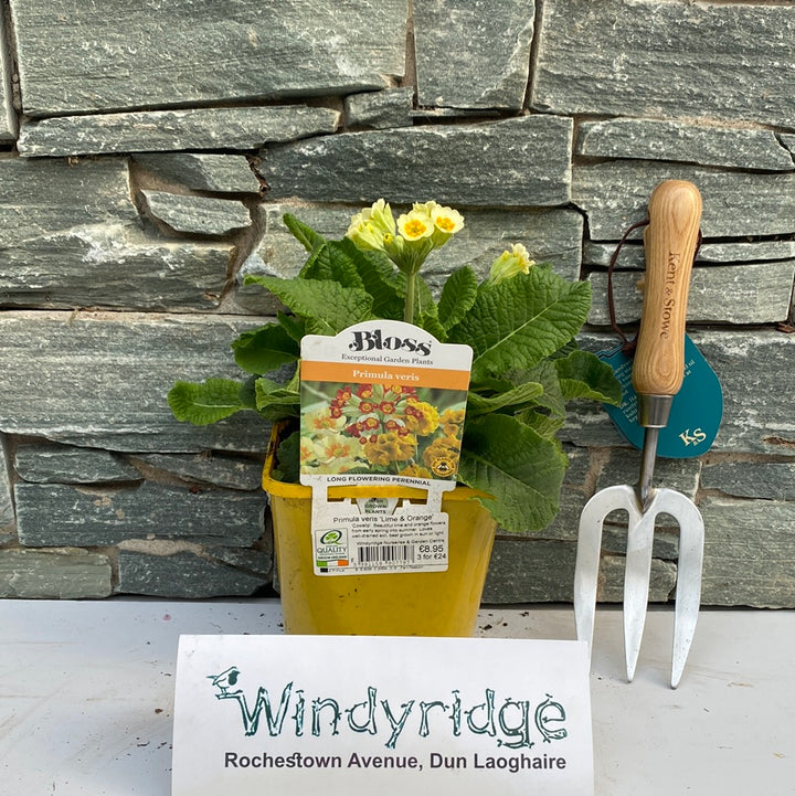 Primula veris Lime & Orange
