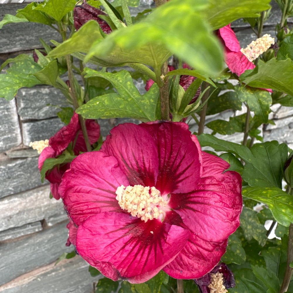 Hibiscus Syriacus Rote Heinje - Shrubs - Windyridge Garden Centre
