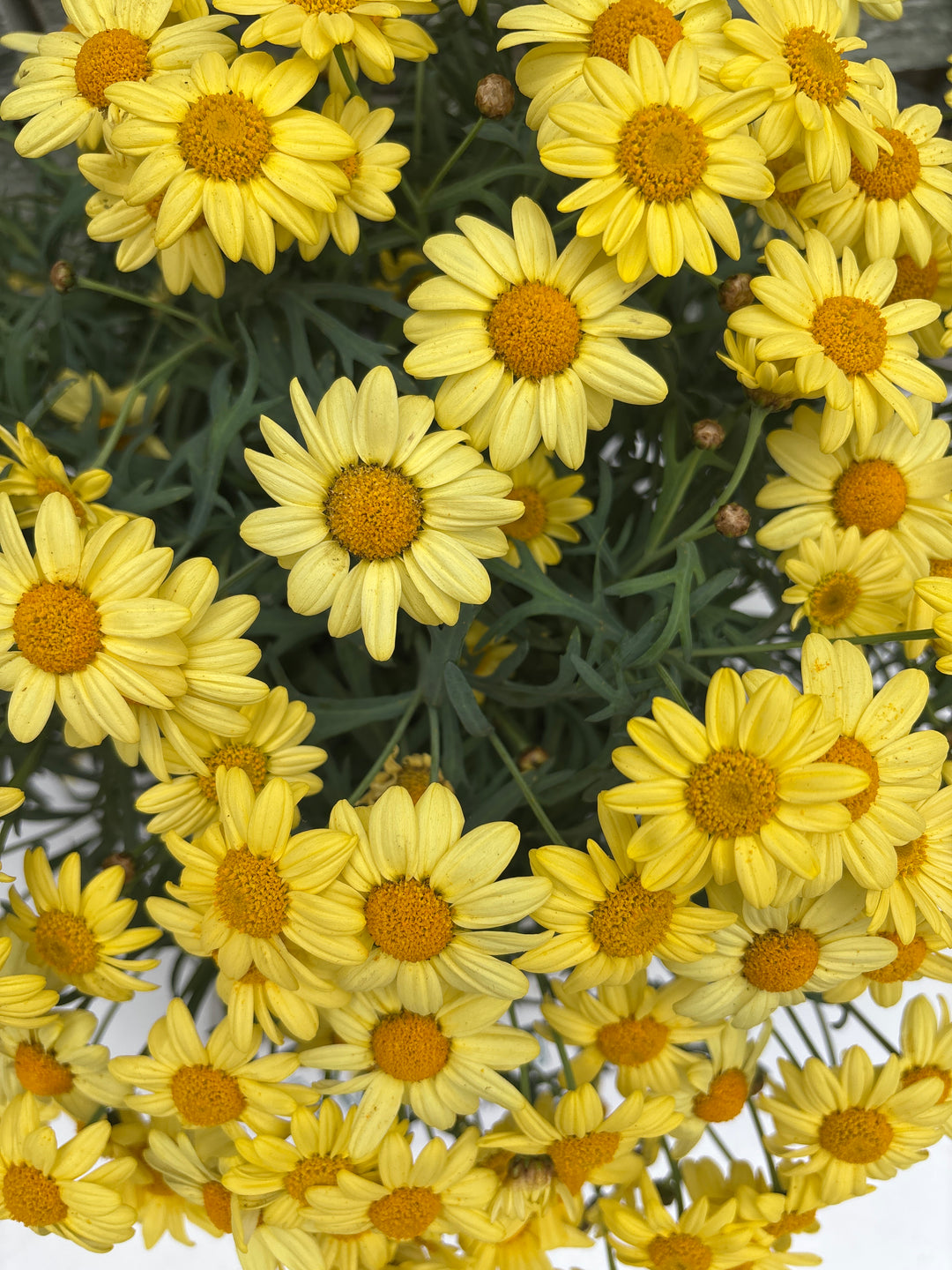 Argyranthemum frutescens(yellow) P19