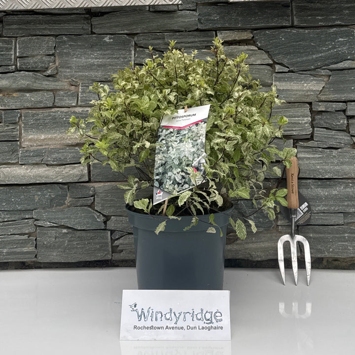 PITTOSPORUM tenu.Irene Patterson    7.5L