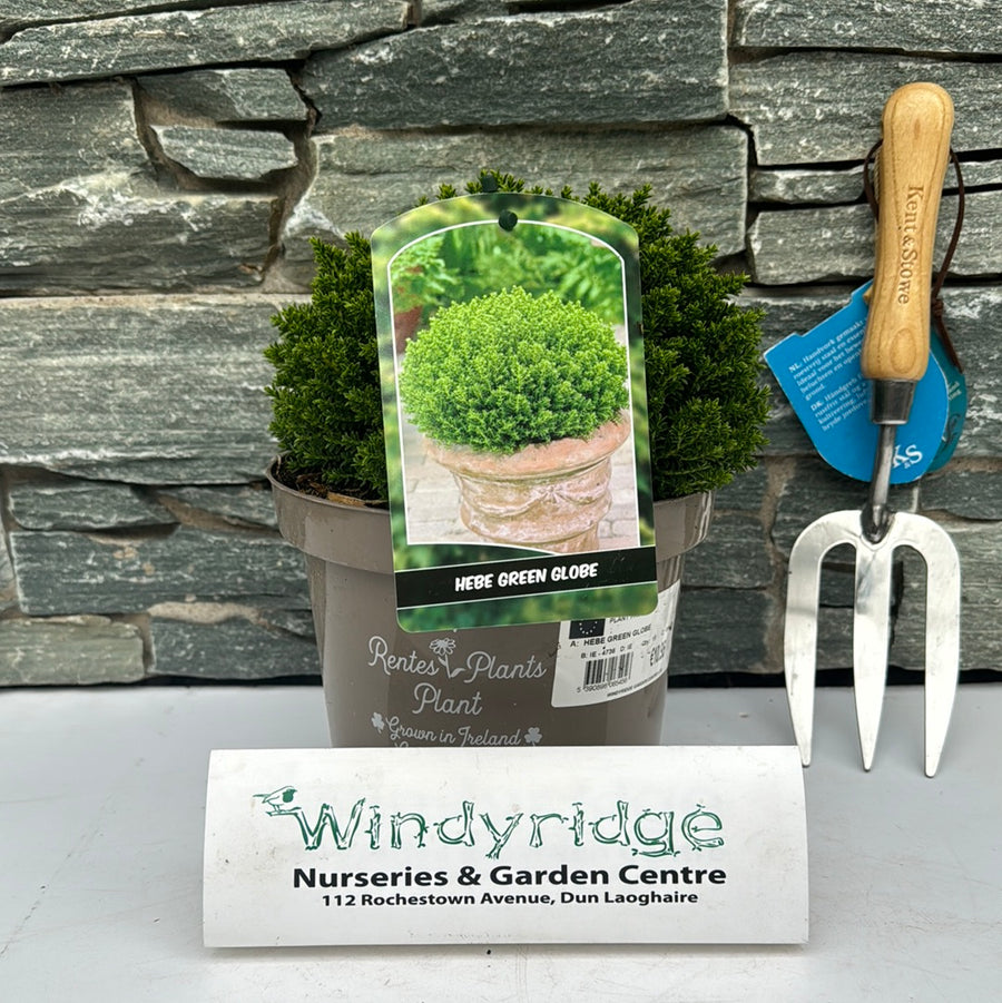 Hebe Green Globe - Shrubs - Windyridge Garden Centre