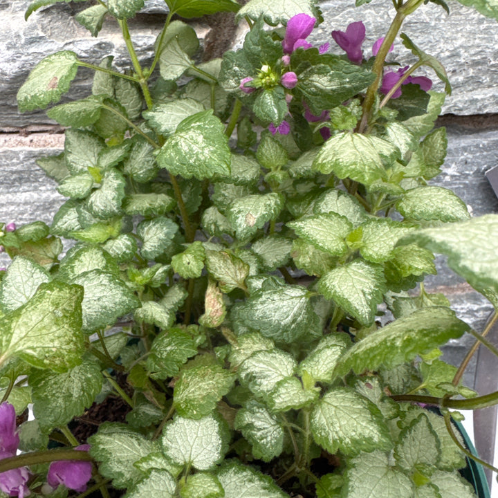 Lamium mac. Red Nancy
