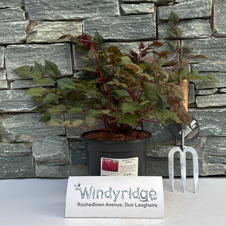 ASTILBE Vision Vulcano