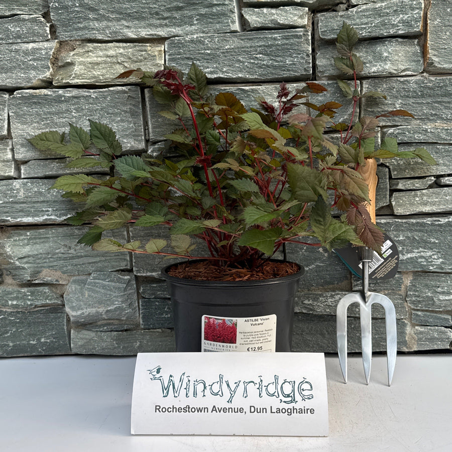 Astilbe Vision Vulcano - Herbaceous - Windyridge Garden Centre