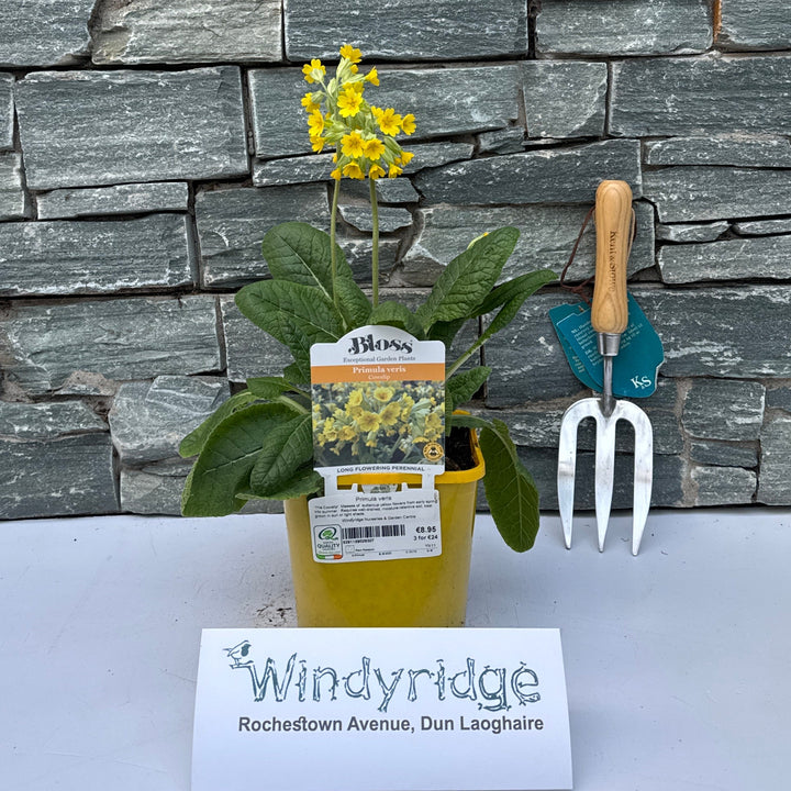 Primula veris - Herbaceous - Windyridge Garden Centre