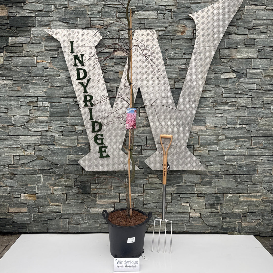 Acer Pal. Tamukeyama 150 Cm St. C 30L - Trees - Windyridge Garden Centre