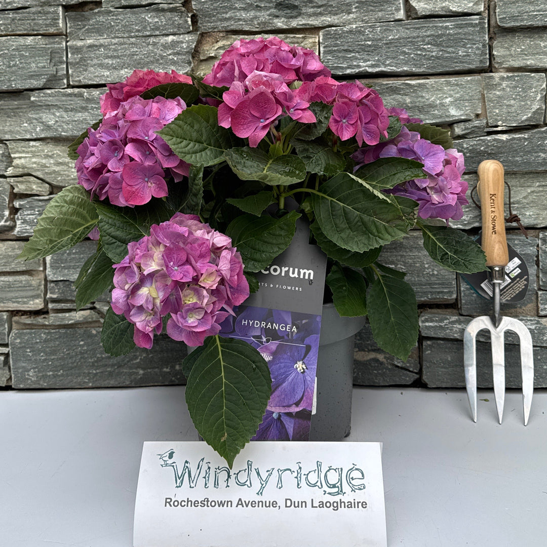 Hydrangea mac. 'Hi River' Hydrangea ball Blue 7 - 12 head (Decorum) - Shrubs - Windyridge Garden Centre
