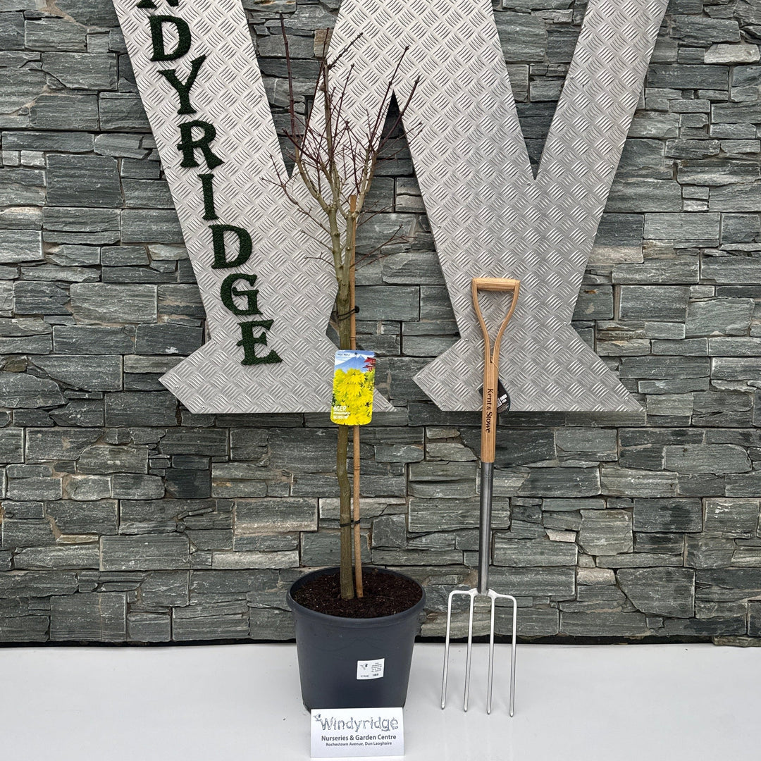 Acer Shirasawanum Aureum 80 Cm St. Deco 18L. Head 50-60 - Trees - Windyridge Garden Centre