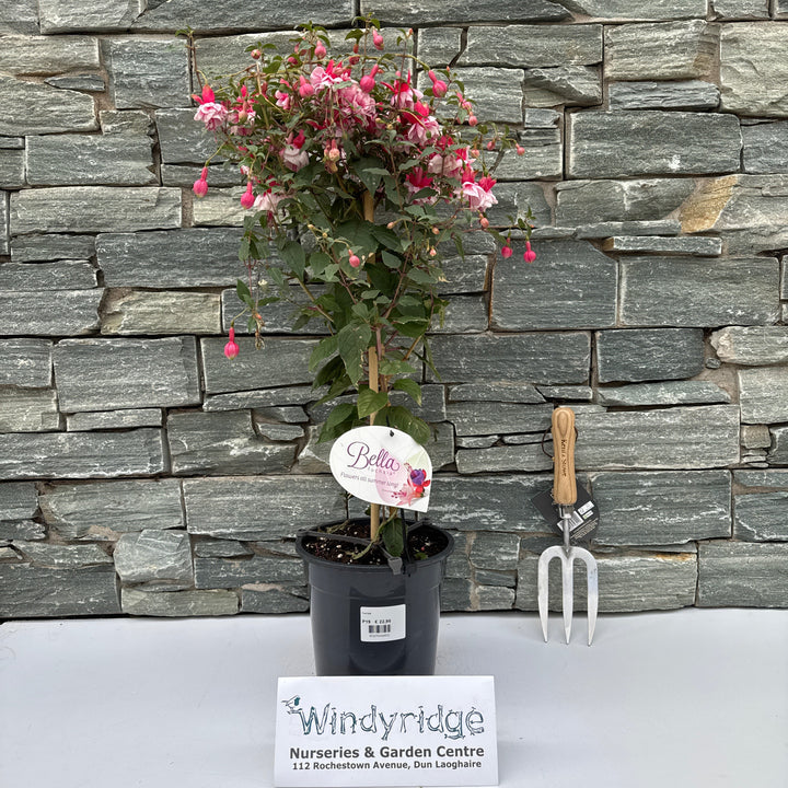 Fuchsia ... Grande XXL mixed tray (dubbelbloemig) on stem