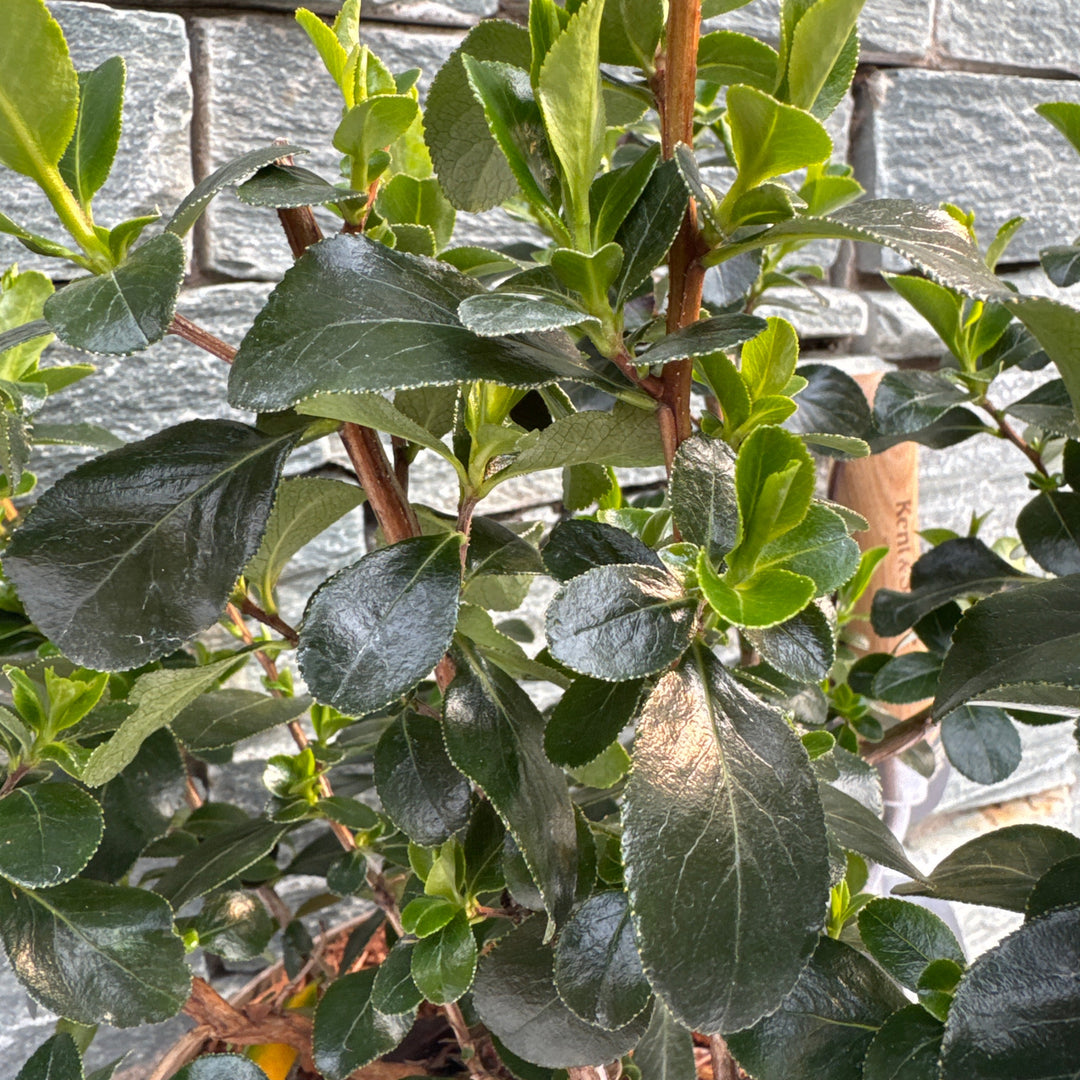 ESCALLONIA IVEYII