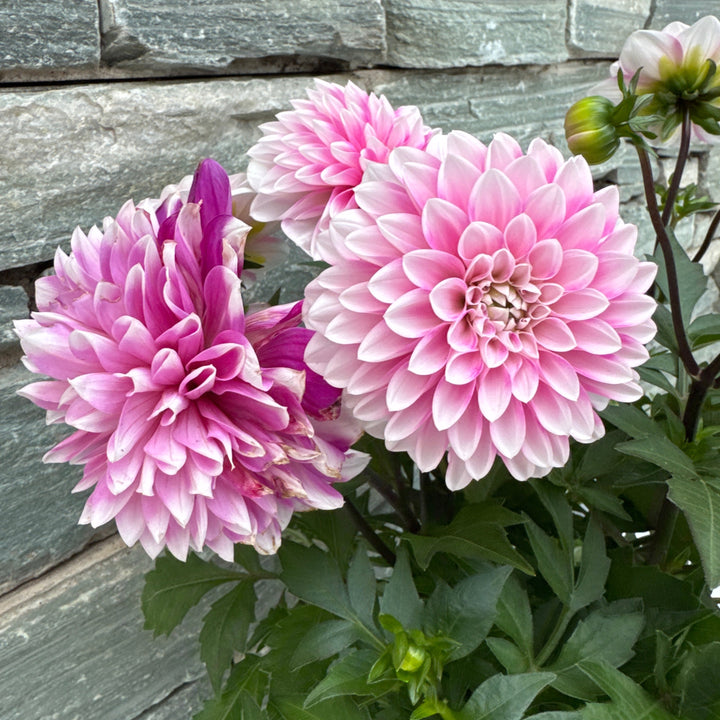 Dahlia Dalaya Pale Pink