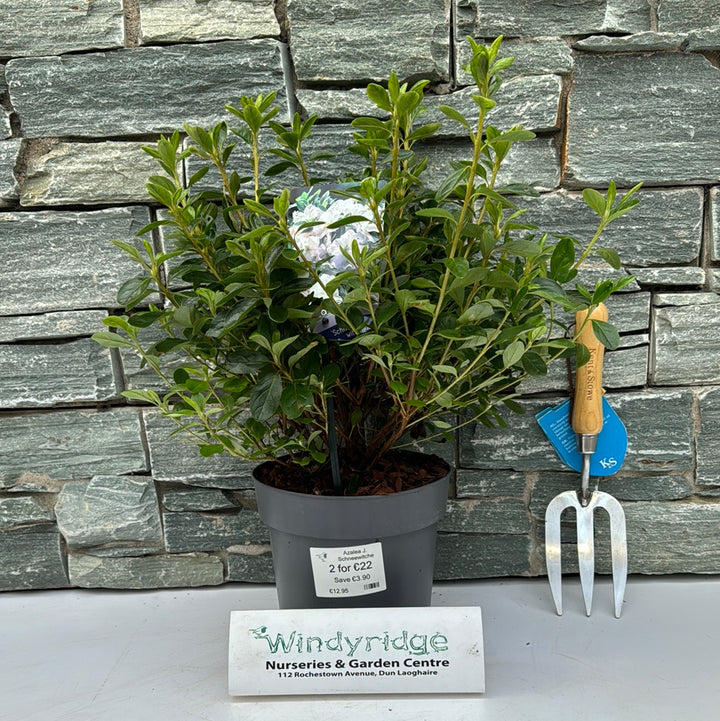 Azalea Schneewitchen  30-35cm