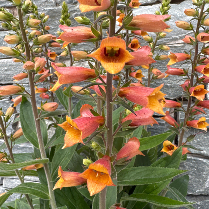 DIGIPLEXIS FIRECRACKER