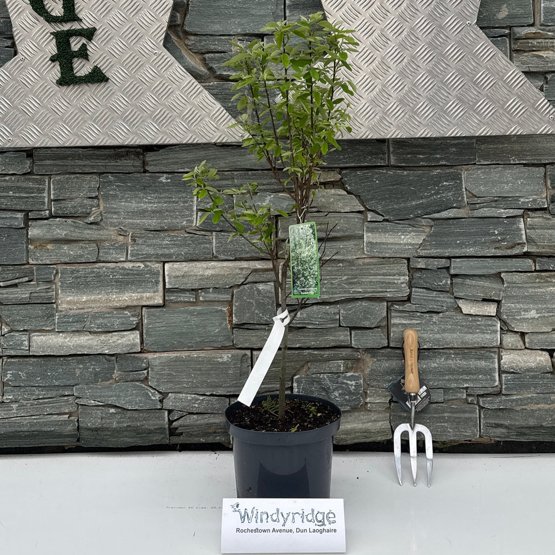 Amelanchier Can. 'Rainbow Pillar' 60-80 Cm. - Trees - Windyridge Garden Centre