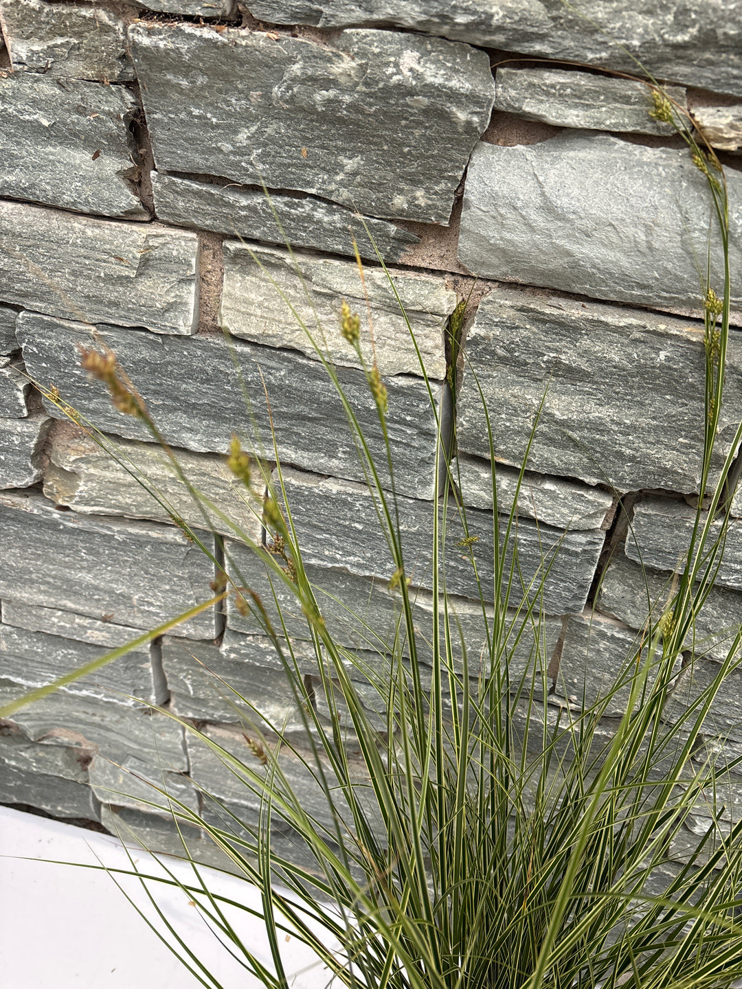 Carex brunnea Variegata