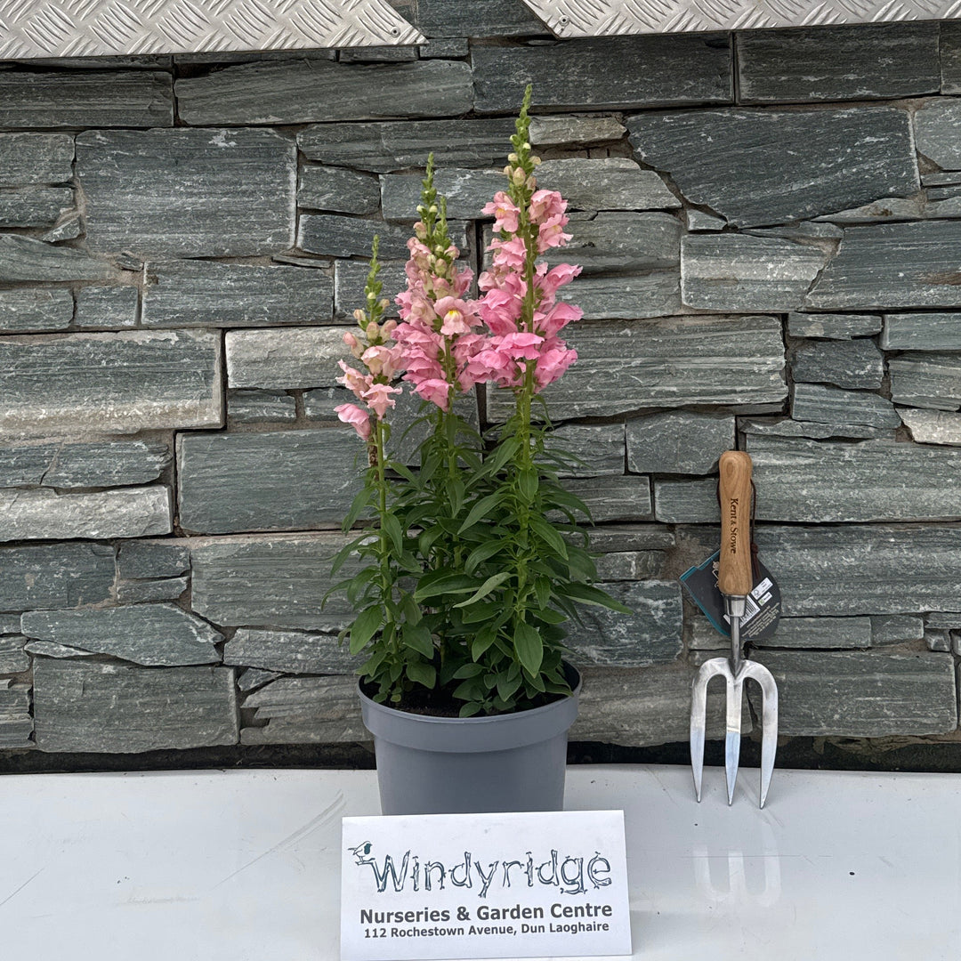 Antirrhinum Sonnet Pink 3L