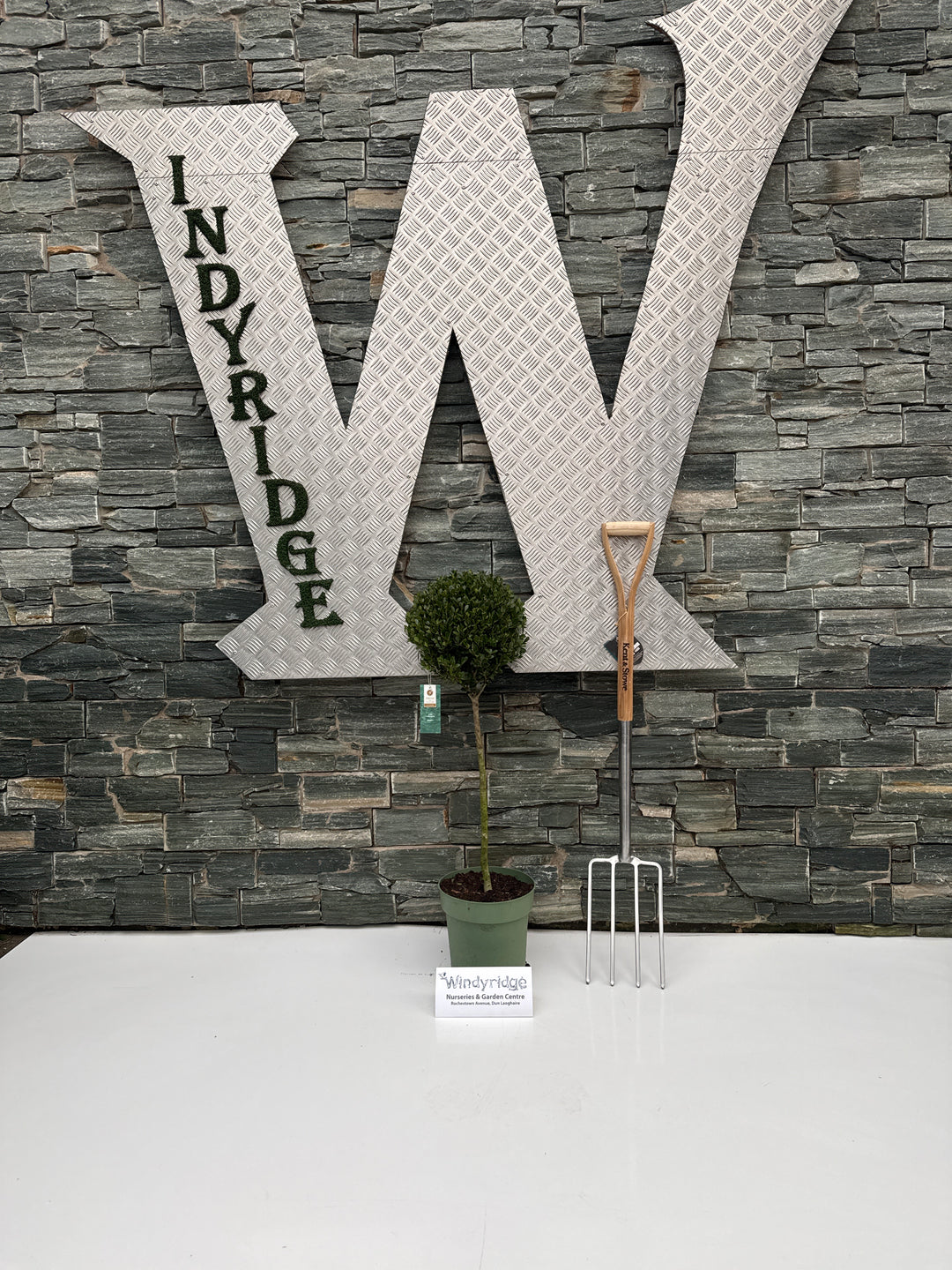 Ilex crenata Jenny  C7.5. ball on stem