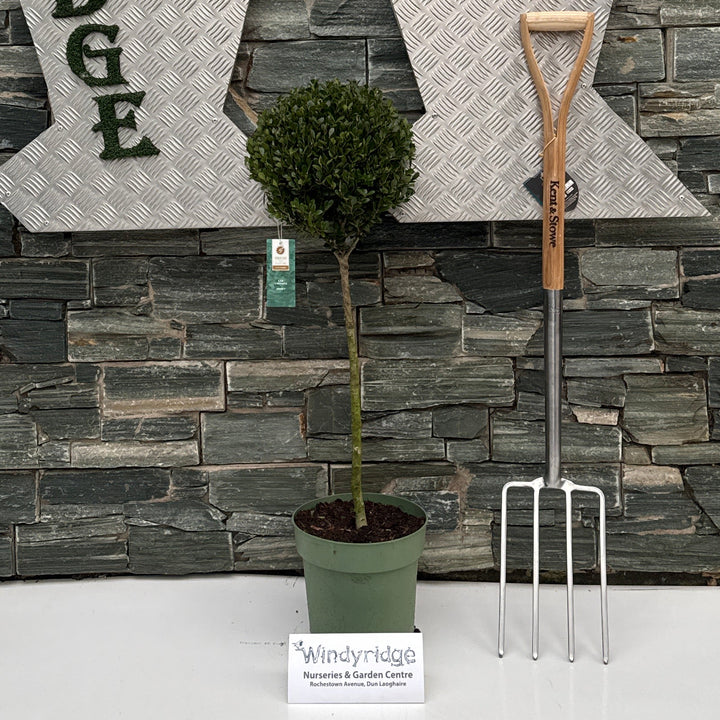 Ilex Crenata 'Jenny'Â® C7.5, Ball On Stem - Standard Trees And Topiary - Windyridge Garden Centre