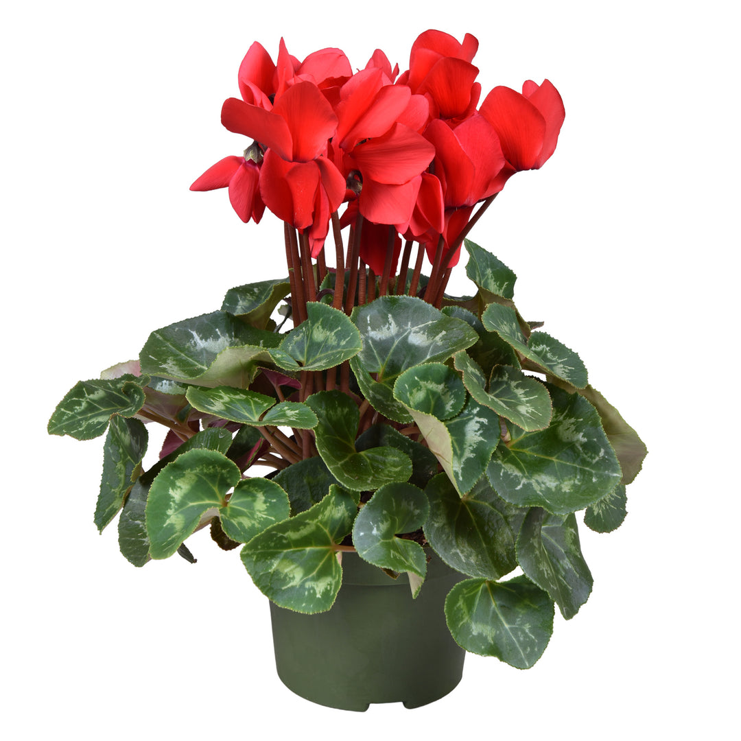 Cyclamen GR Halios XXL Red