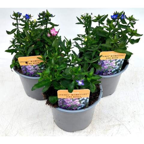 Lobelia Springs Mix Masters Pink Beach - Bedding - Windyridge Garden Centre