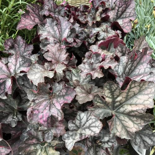 Heuchera Mulberry - Herbaceous - Windyridge Garden Centre