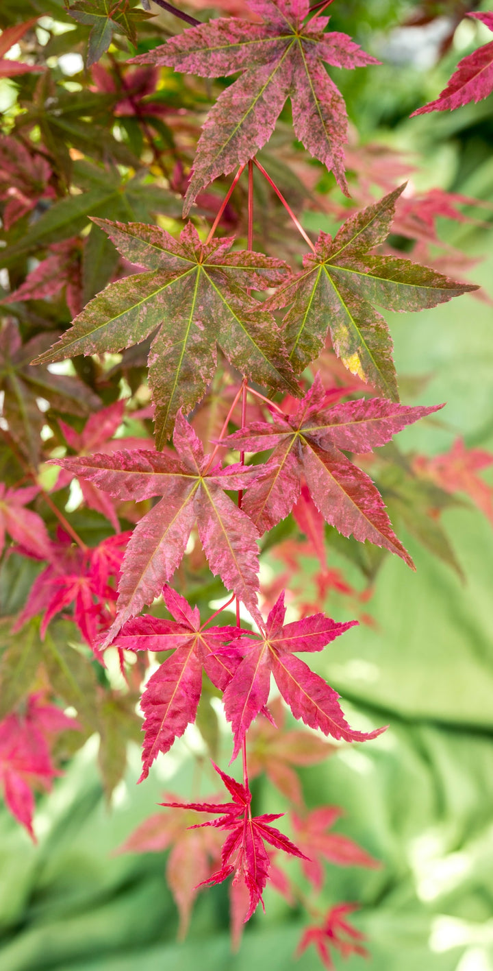 Acer Beni-maiko