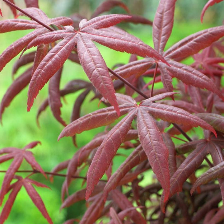 Acer pal. Starfish