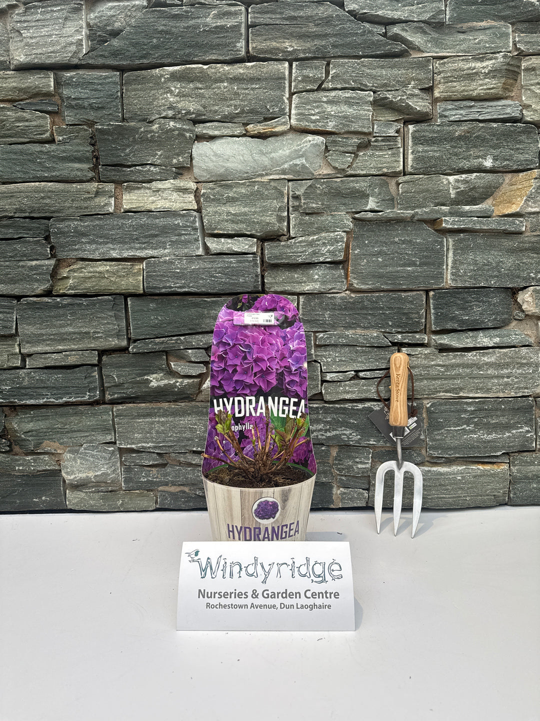 Hydrangea Macr. Purple - Shrubs - Windyridge Garden Centre