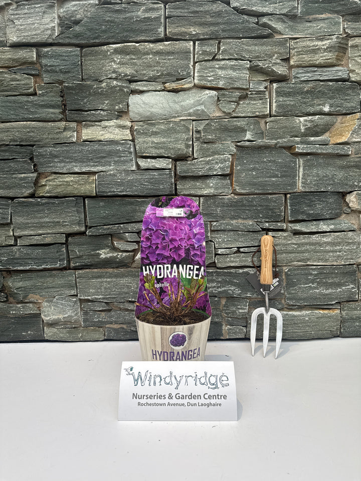 Hydrangea Macr. Purple - Shrubs - Windyridge Garden Centre
