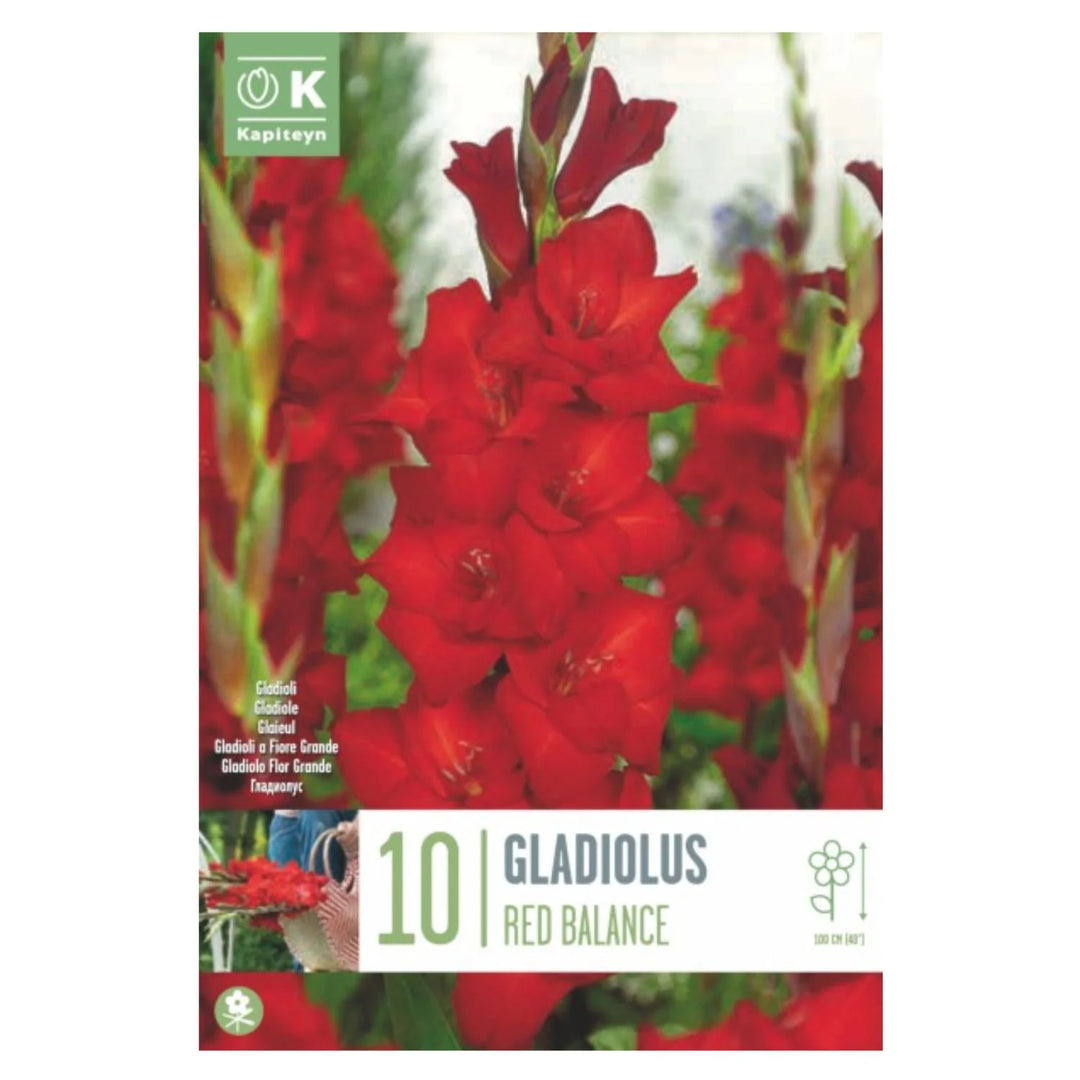 GLADIOLUS RED BALANCE 10