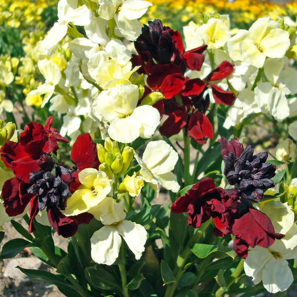 Wallflower Rubies & Pearls - Seed Packets - Windyridge Garden Centre