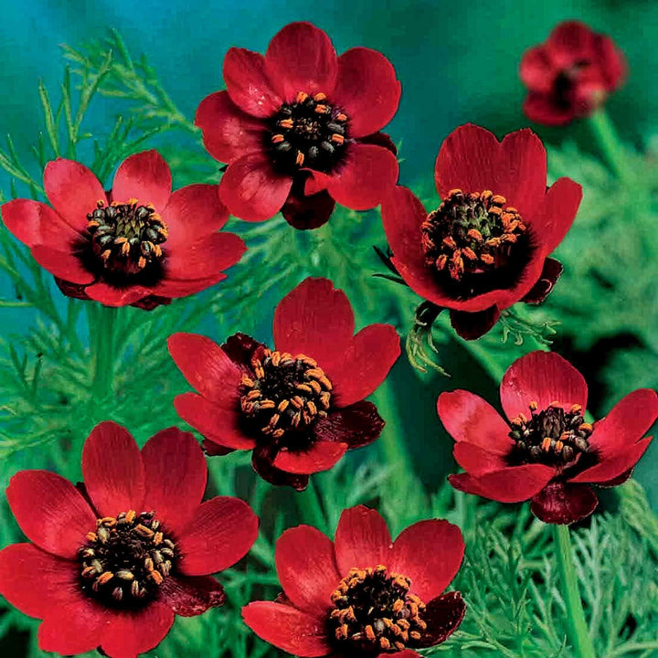 Pheasant S Eye Scarlet Chalice - Seed Packets - Windyridge Garden Centre