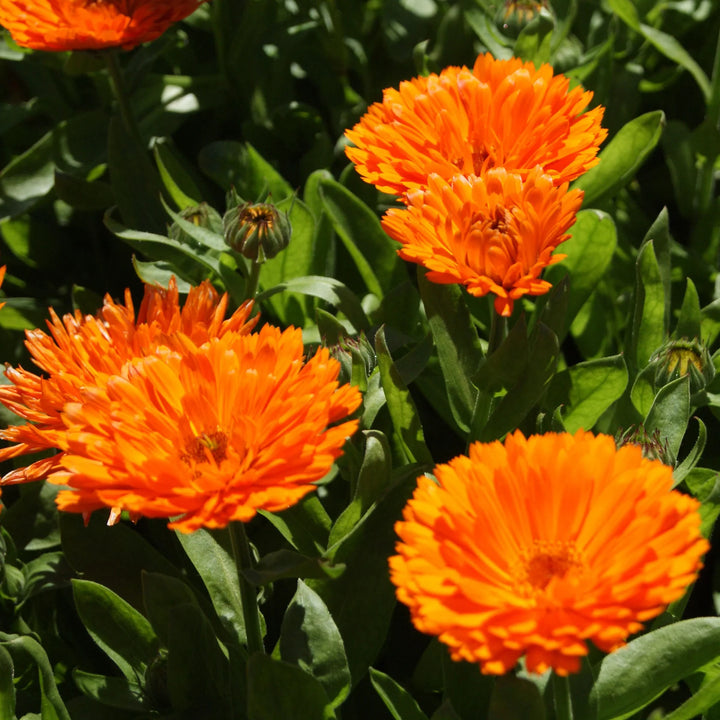 Calendula Candyman Orange - Seed Packets - Windyridge Garden Centre