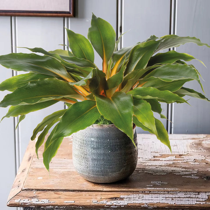Houseplant Mandarin Plant  (Chlorophytum Orchidastrum) - Seed Packets - Windyridge Garden Centre