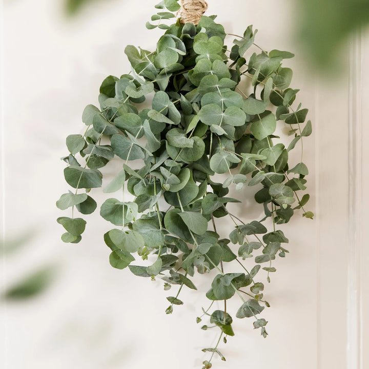 Unwins Houseplant Eucalyptus Baby Blue - Seed Packets - Windyridge Garden Centre