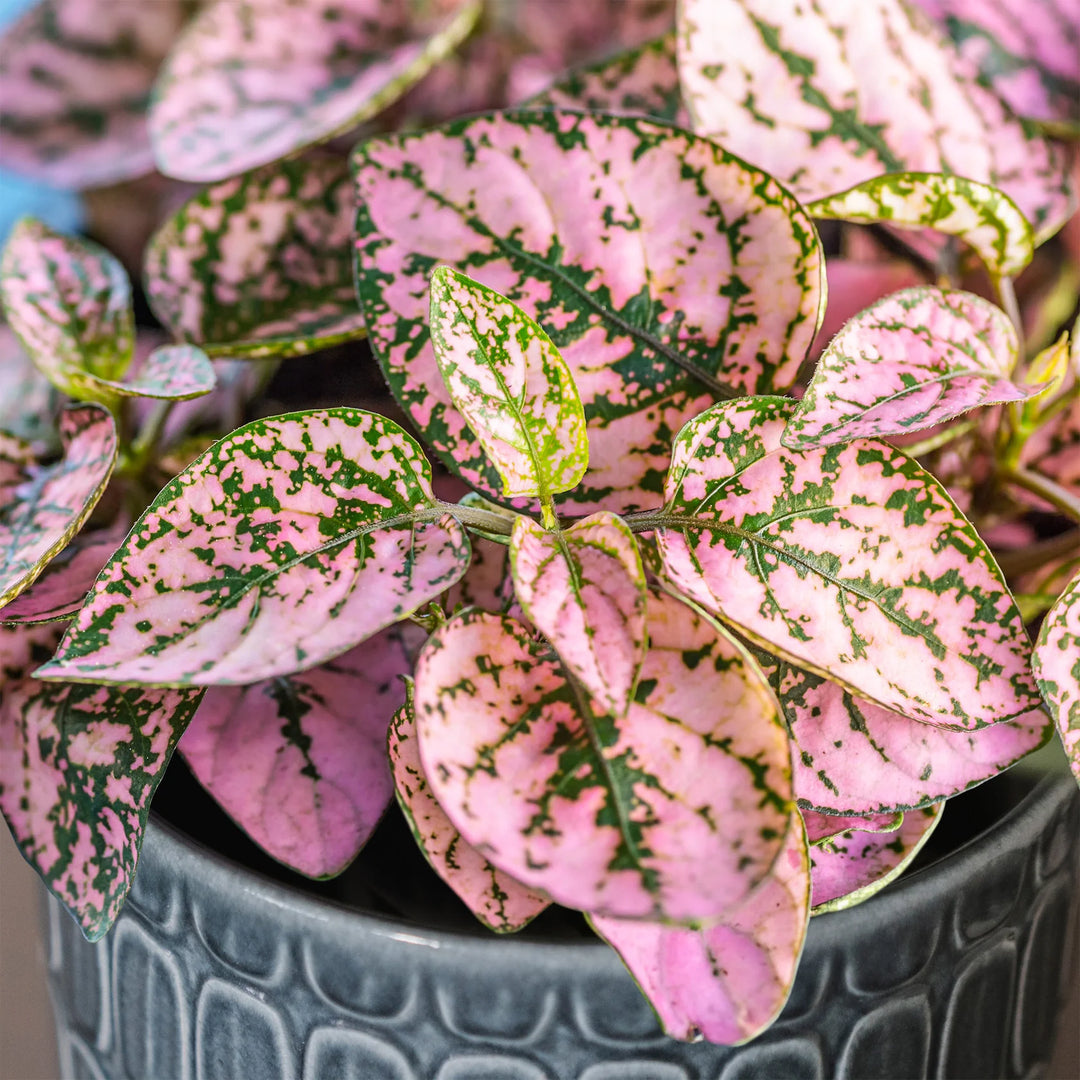 Unwins Houseplant Hypoestes Polka Dot Plant Pink - Seed Packets - Windyridge Garden Centre