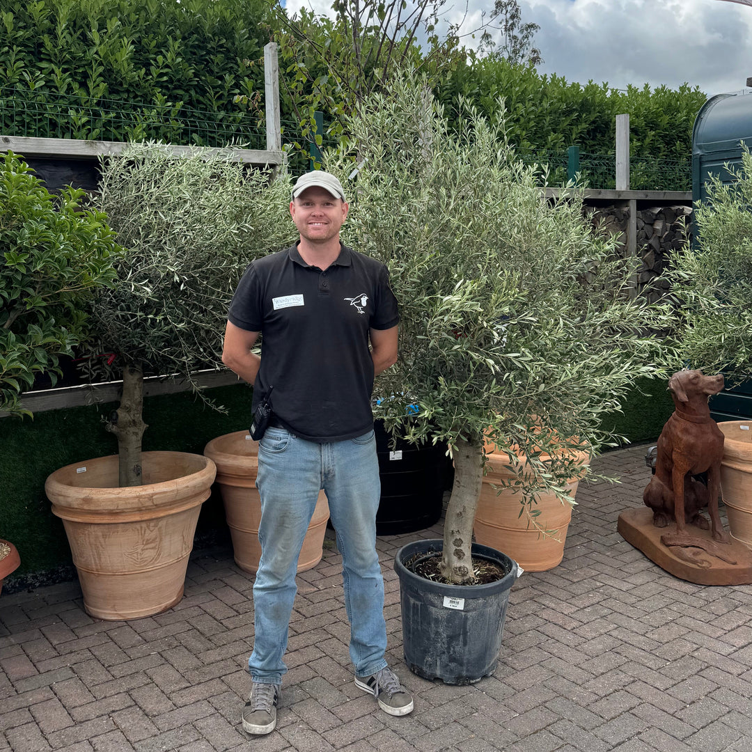 Olea Europaea on Stem C45
