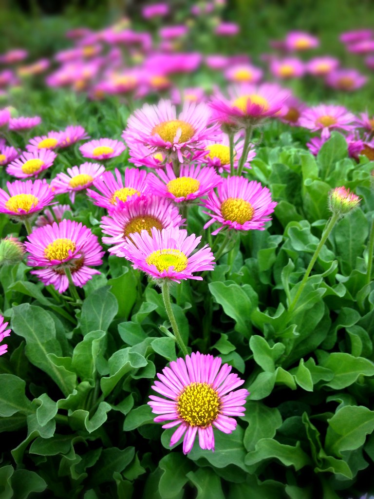 ERIGERON Sea Breeze