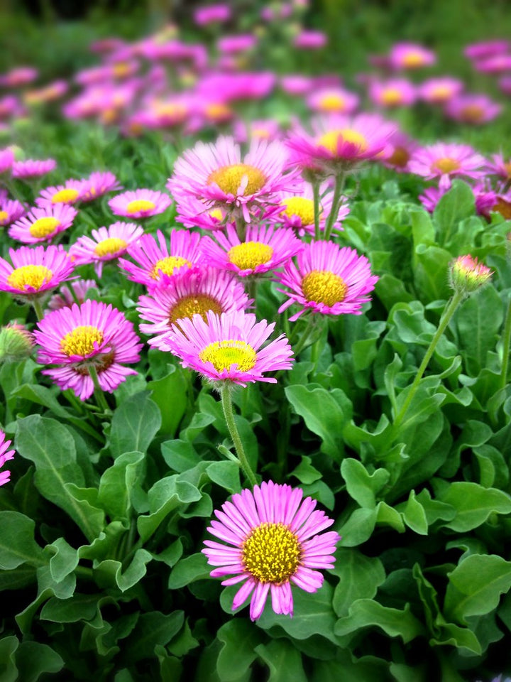 ERIGERON Sea Breeze