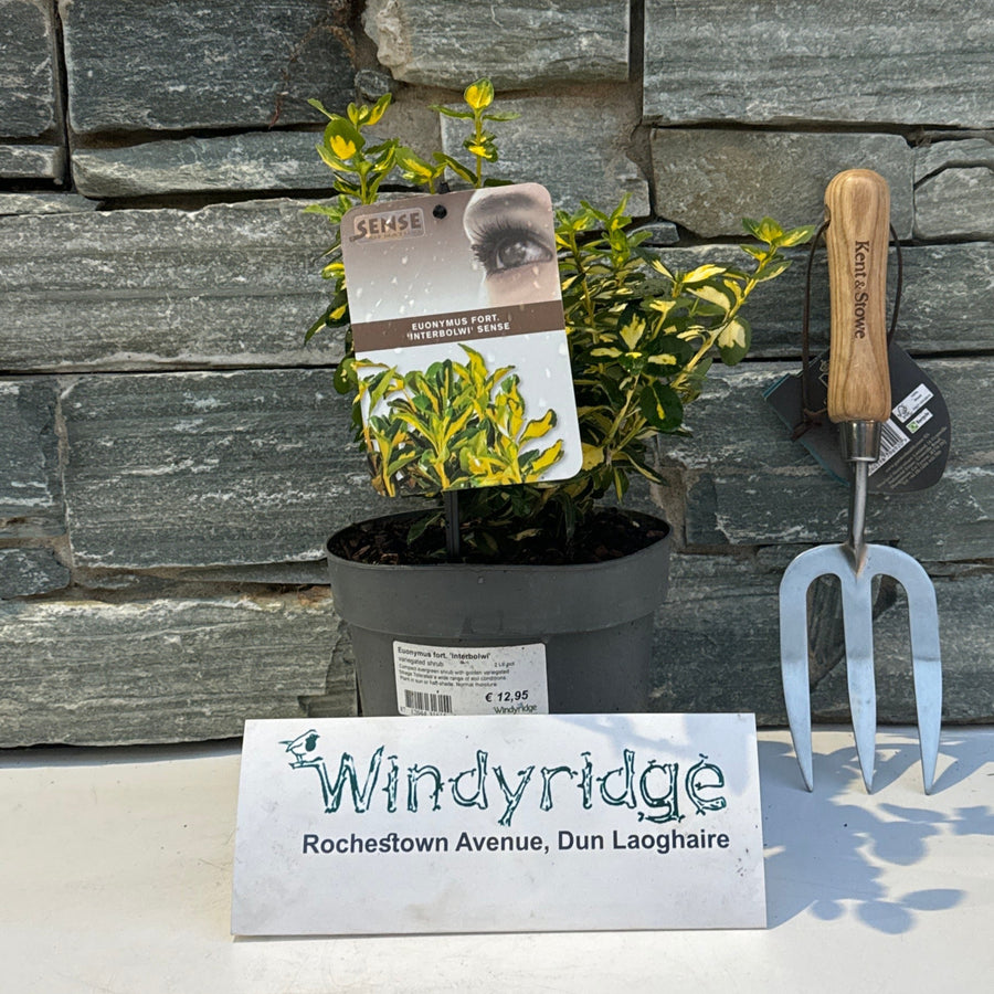 Euonymus Fort. Interbowli 2Ltr - Shrubs - Windyridge Garden Centre
