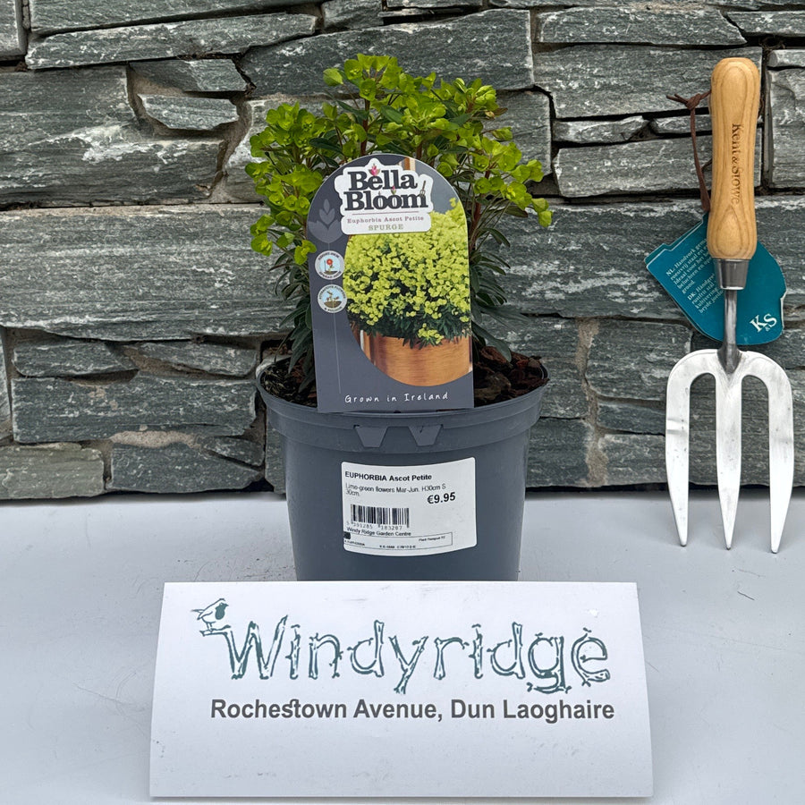 Euphorbia Ascot Petite - Herbaceous - Windyridge Garden Centre