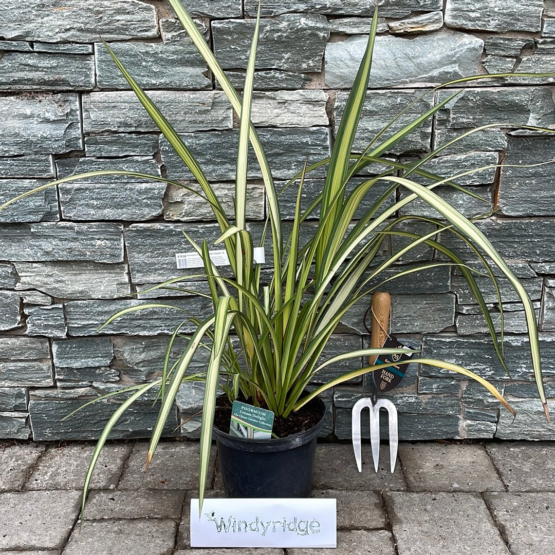 Phormium cookianum Cream Delight