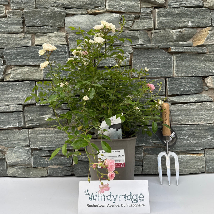 Rosa Crystal Fairy - Roses - Windyridge Garden Centre
